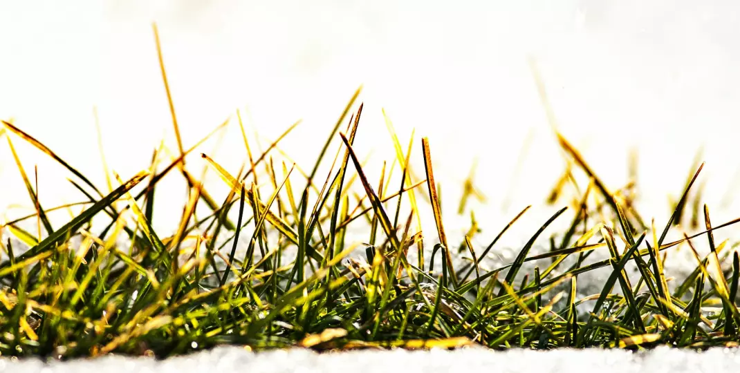 3 zabiegi pielęgnacyjne, dzięki którym trawnik utrzyma w zimie dobrą kondycję